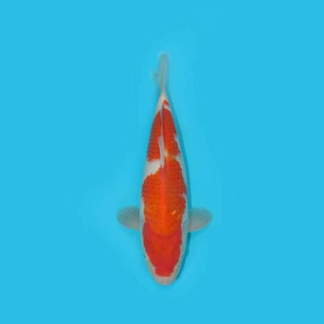 KOHAKU 29 CM