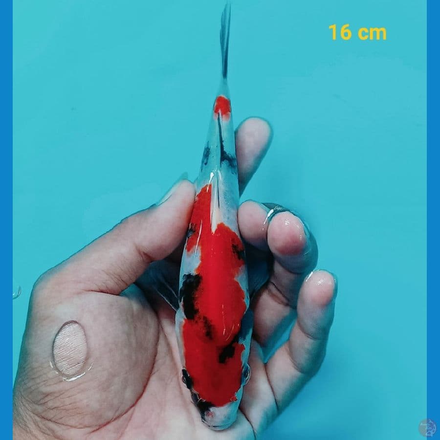 showa 16 cm