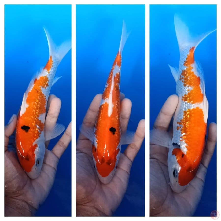 ginrin tategoi showa 23cm
