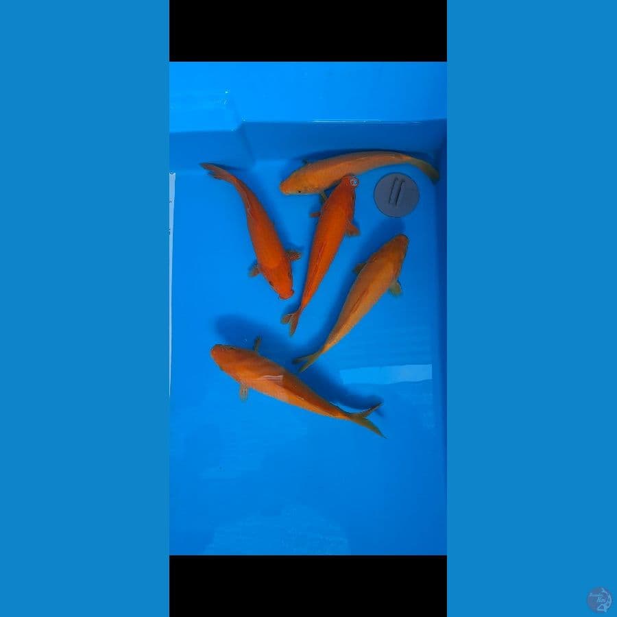 Karasi n Red karasi