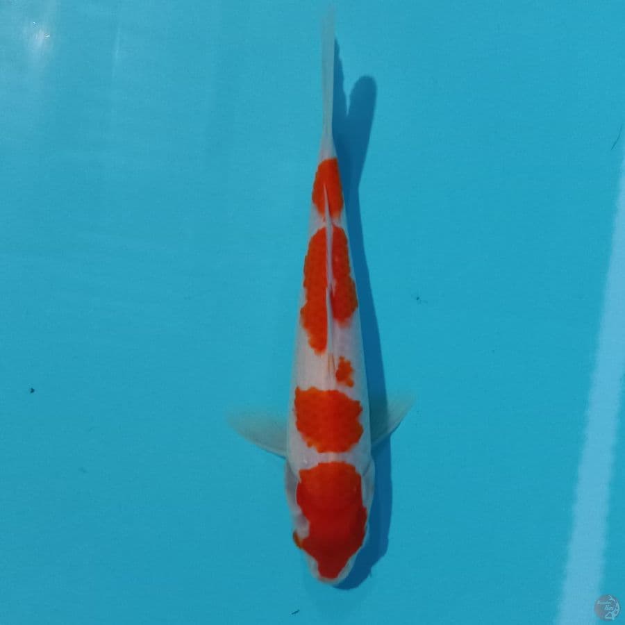 *KOHAKU 4 STEP//22 CM*