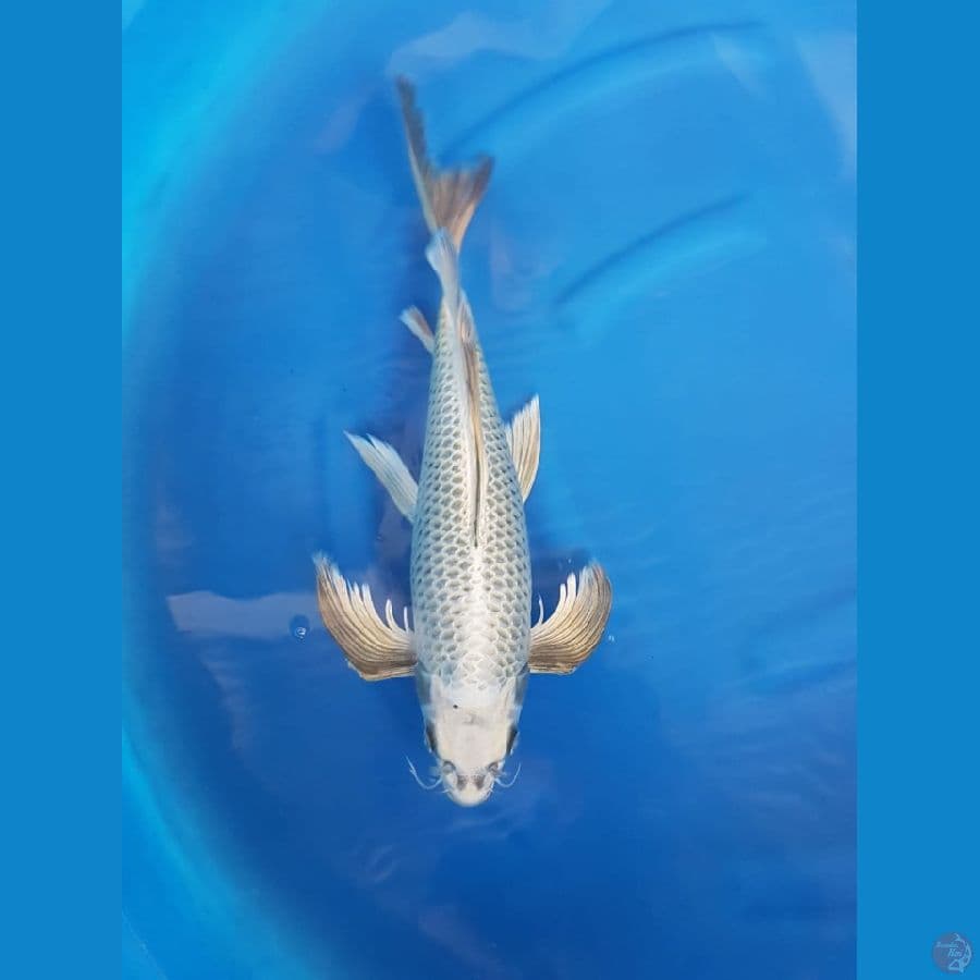 mukasi kumpay 45cm