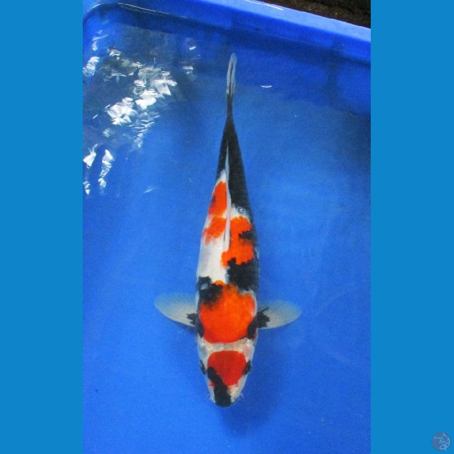 showa ±35cm