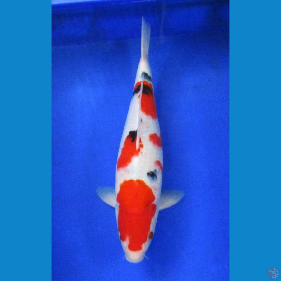sanke ±38cm