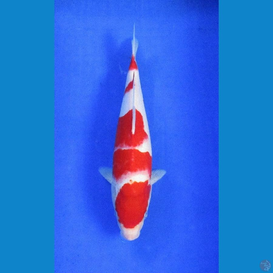 kohaku ±30cm