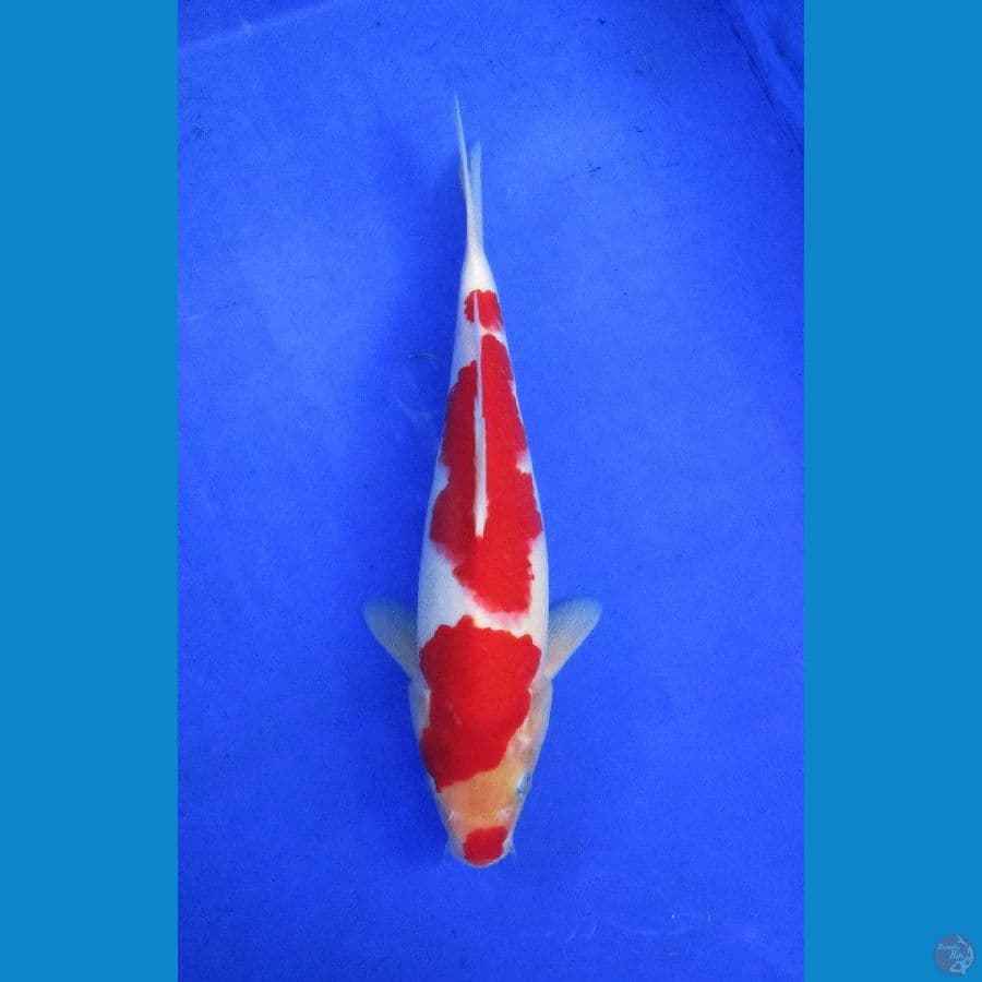 kohaku ±29cm jantan