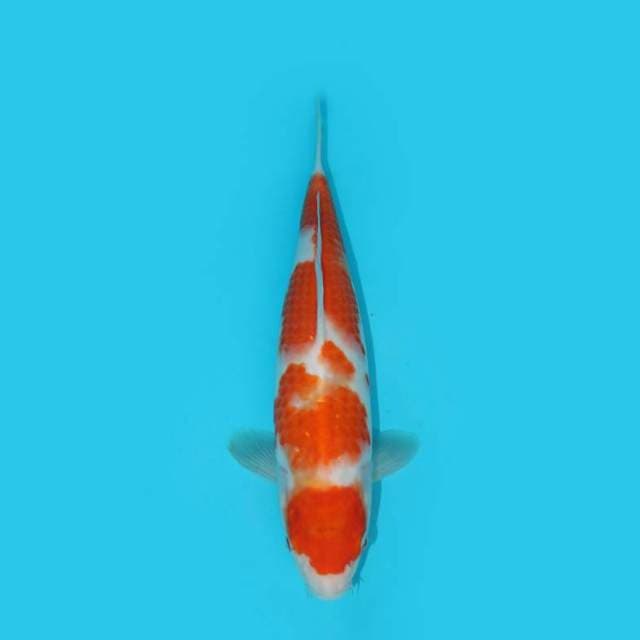 KOHAKU 27 CM