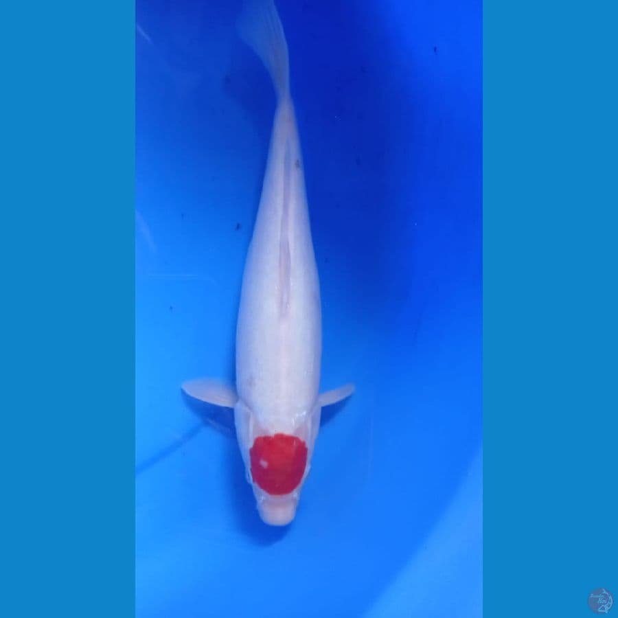 tanco kohaku