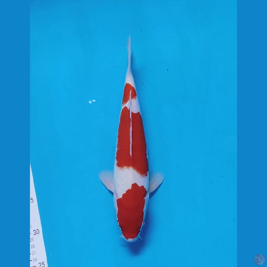 khku 32cm male