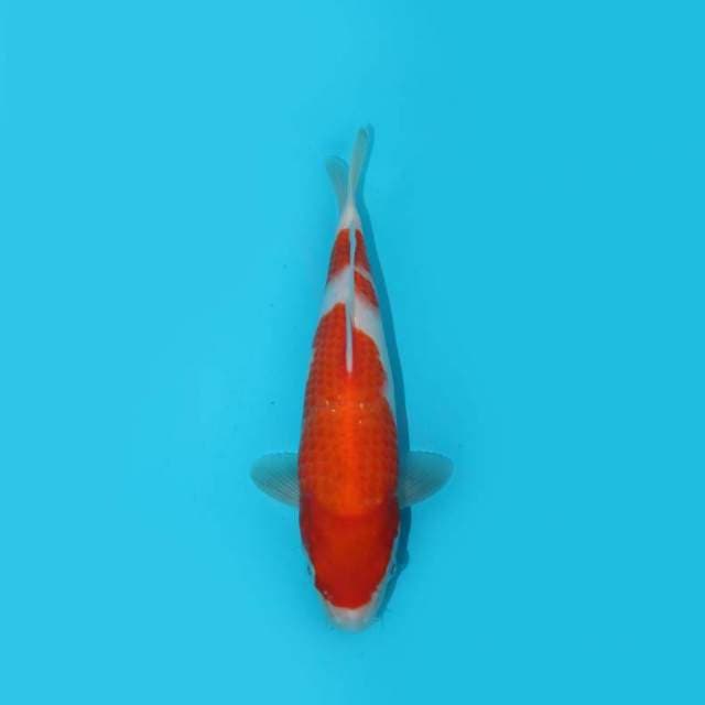 KOHAKU 25 CM