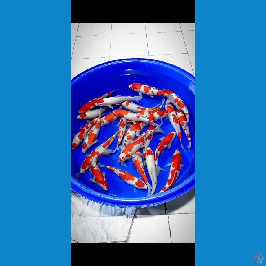 paket 25pcs kohaku-sanke 32-40cm sisik