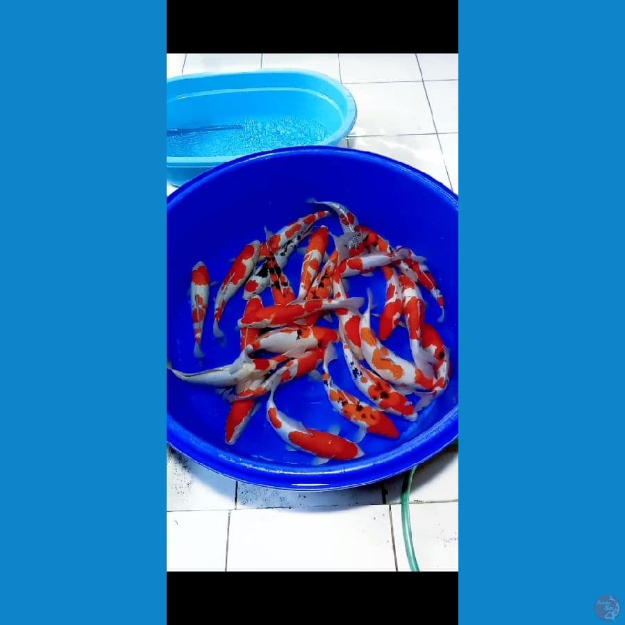 paket 25pcs 32-40cm sanke-kohaku doit&sisik