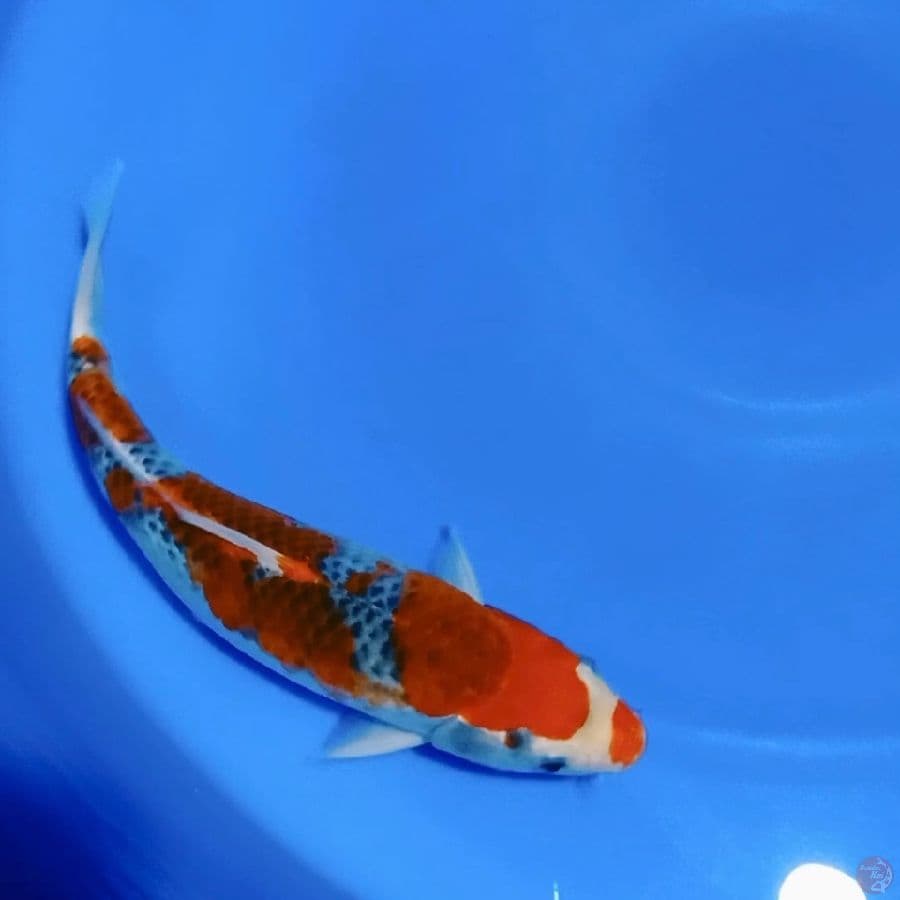 Goshiki 31cm