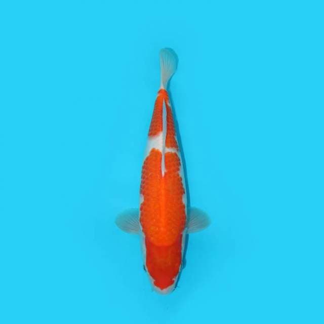 KOHAKU 33 CM