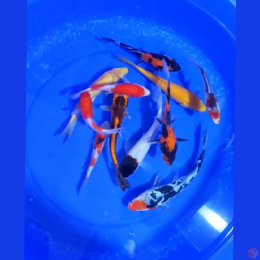 7. PAKET MIX KOI 10 EKOR SIZE 10-20 CM