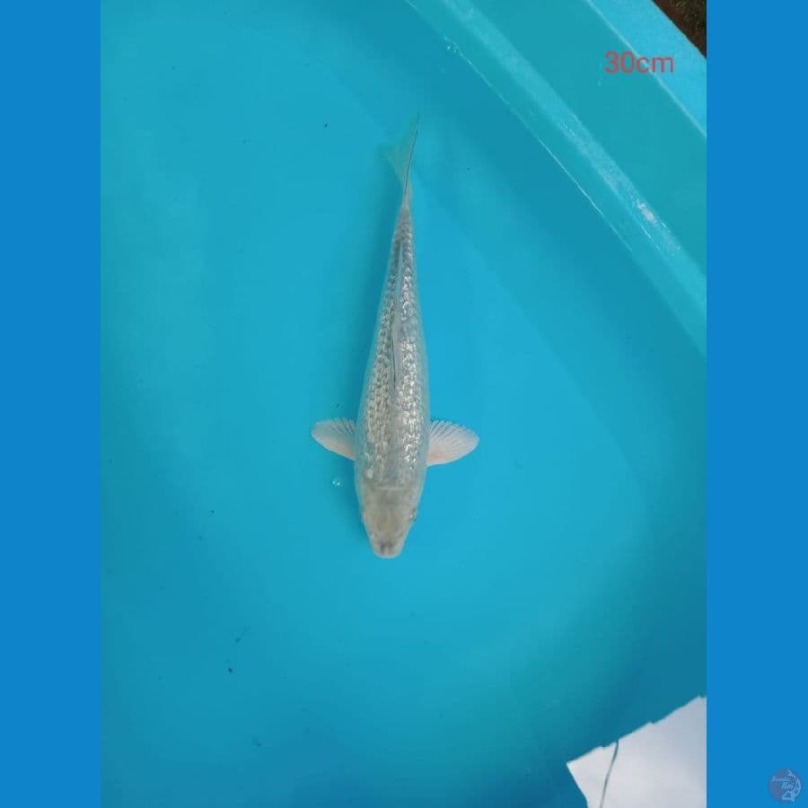 soragoi full gindrin 30 cm