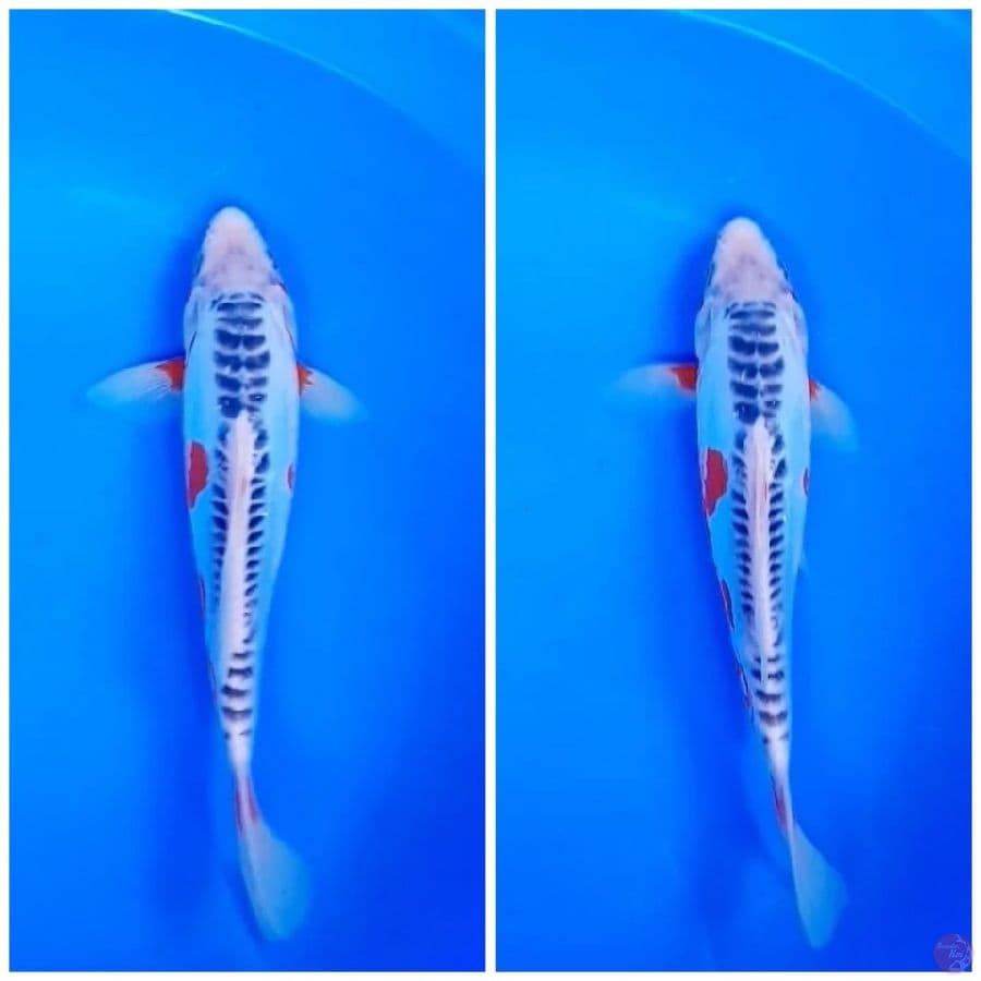 GOOD SHUSUI 25CM