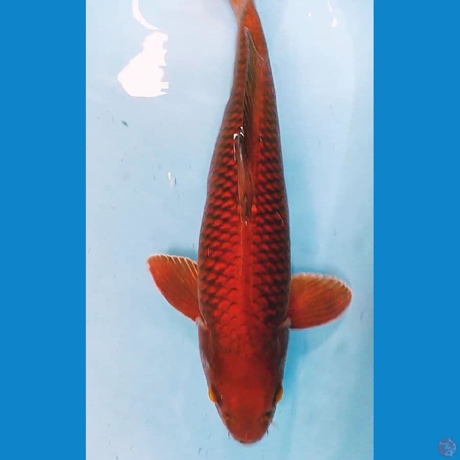 caghoi tembaga merah male 44 cm