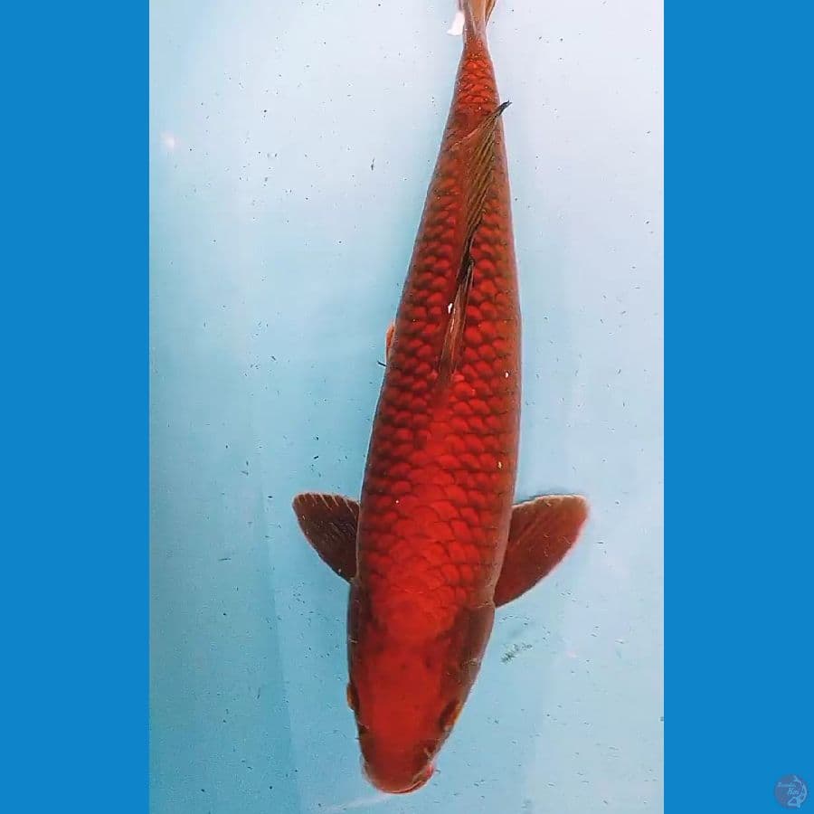caghoi tembaga merah male 44 cm