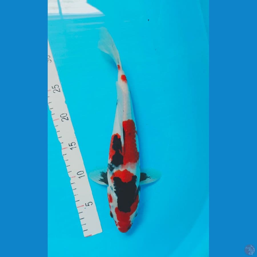 SHOWA 33 CM
