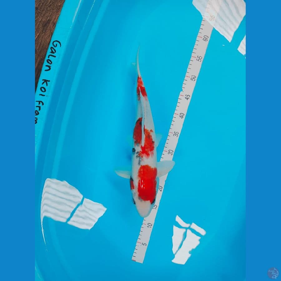 SHOWA 40CM
