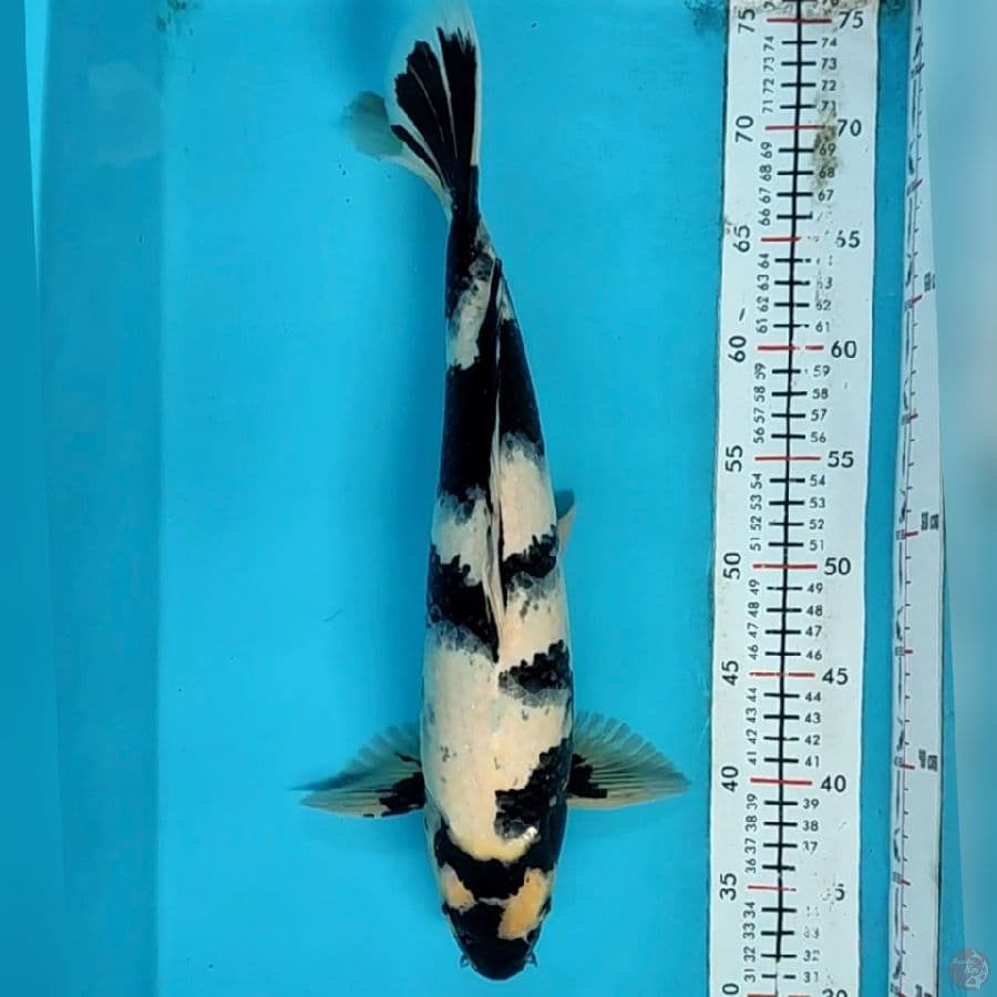 siro 40cm/m
