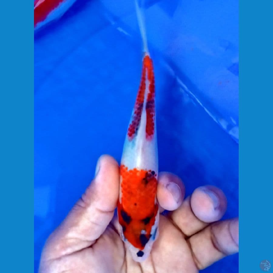 showa tategoi 16cm