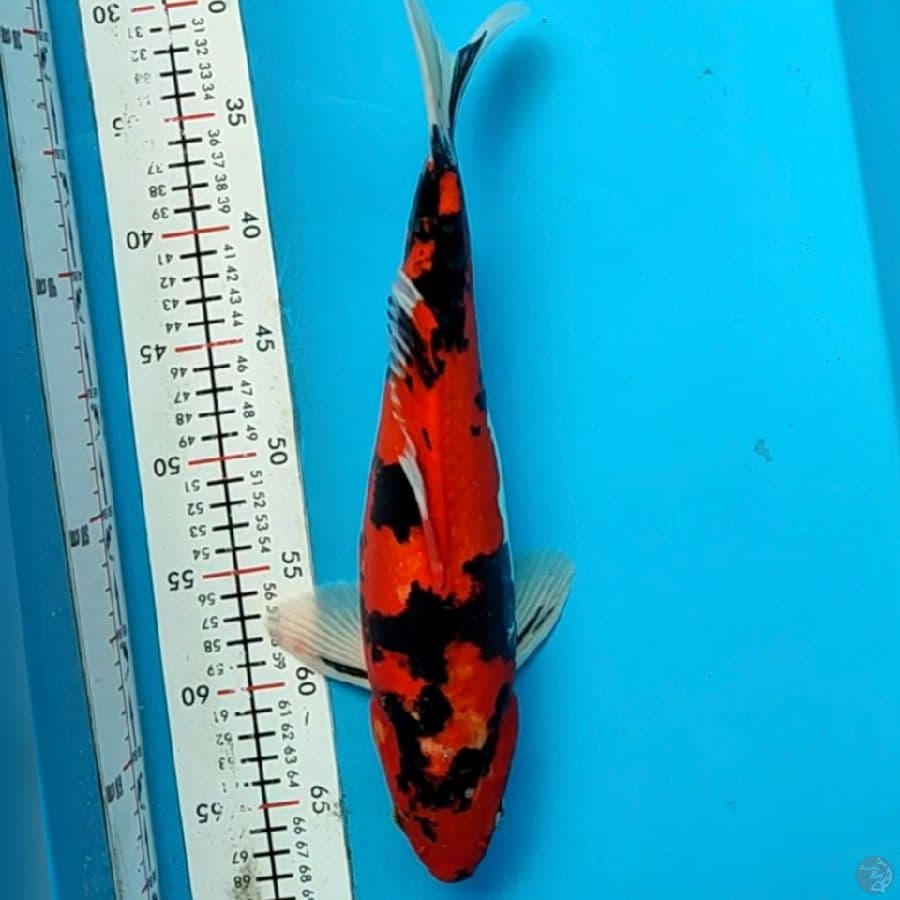 hisowa doit aragoke 37cm/m