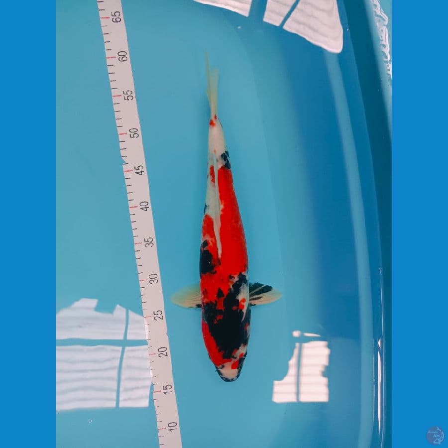 SHOWA 41CM