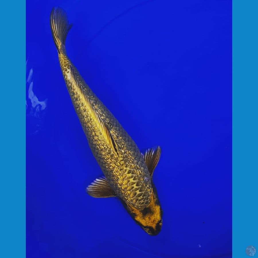 Mukasi Ginrin Gold 35cm
