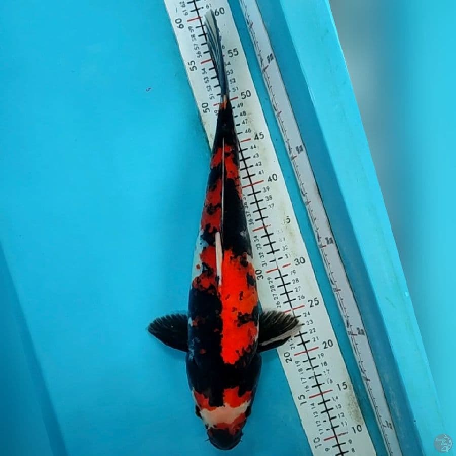 hisowa 45cm/m