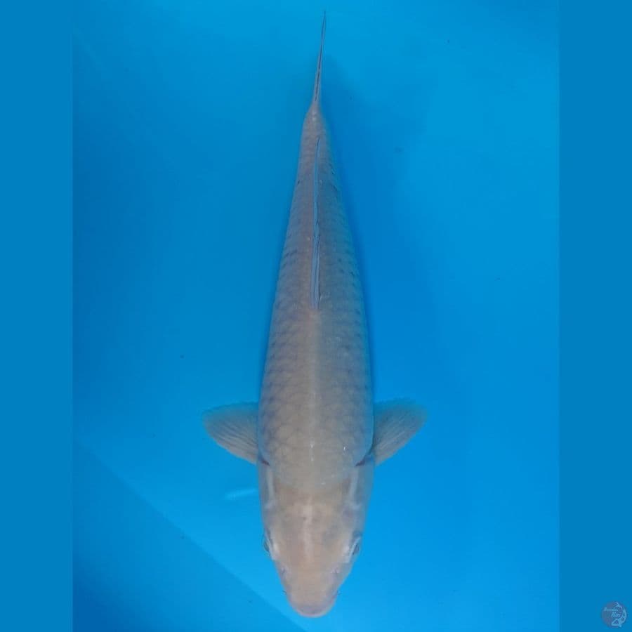 Soragoi Punuk Onta (36cm)