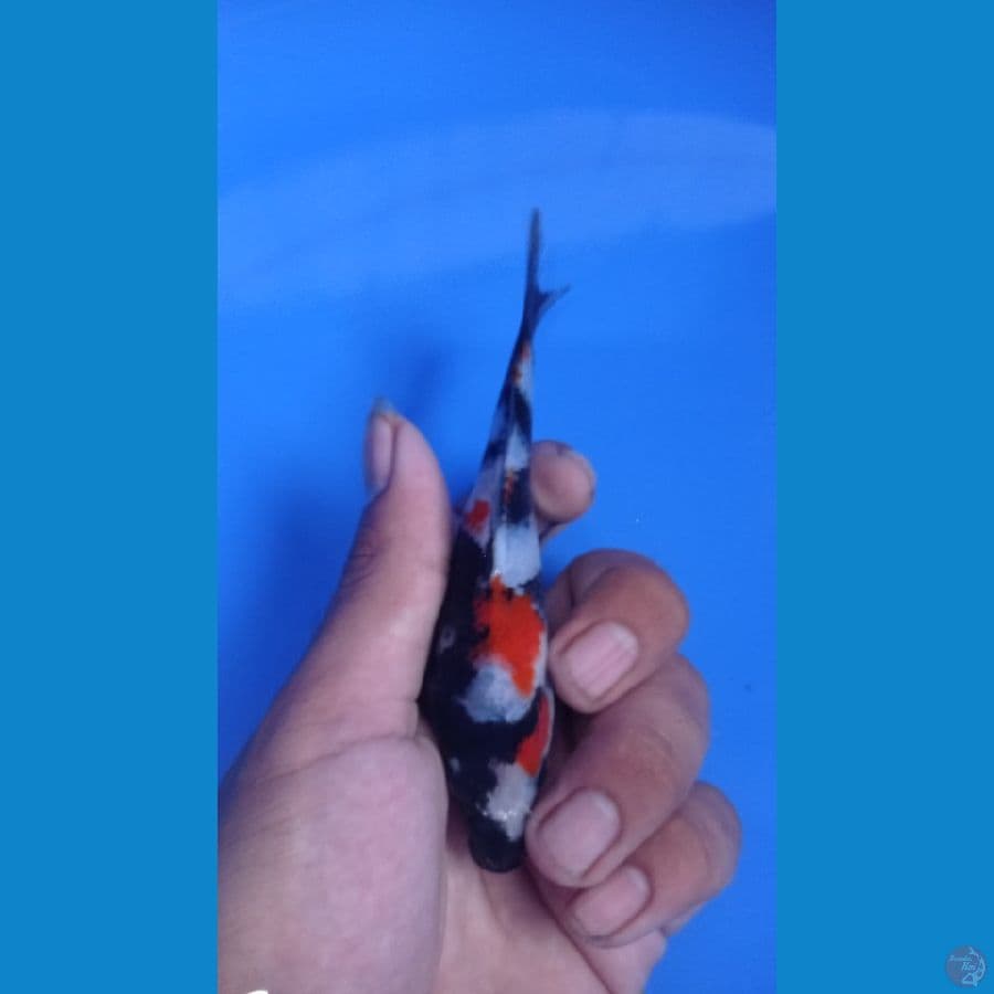 ~KINDAI SHOWA 12cm~