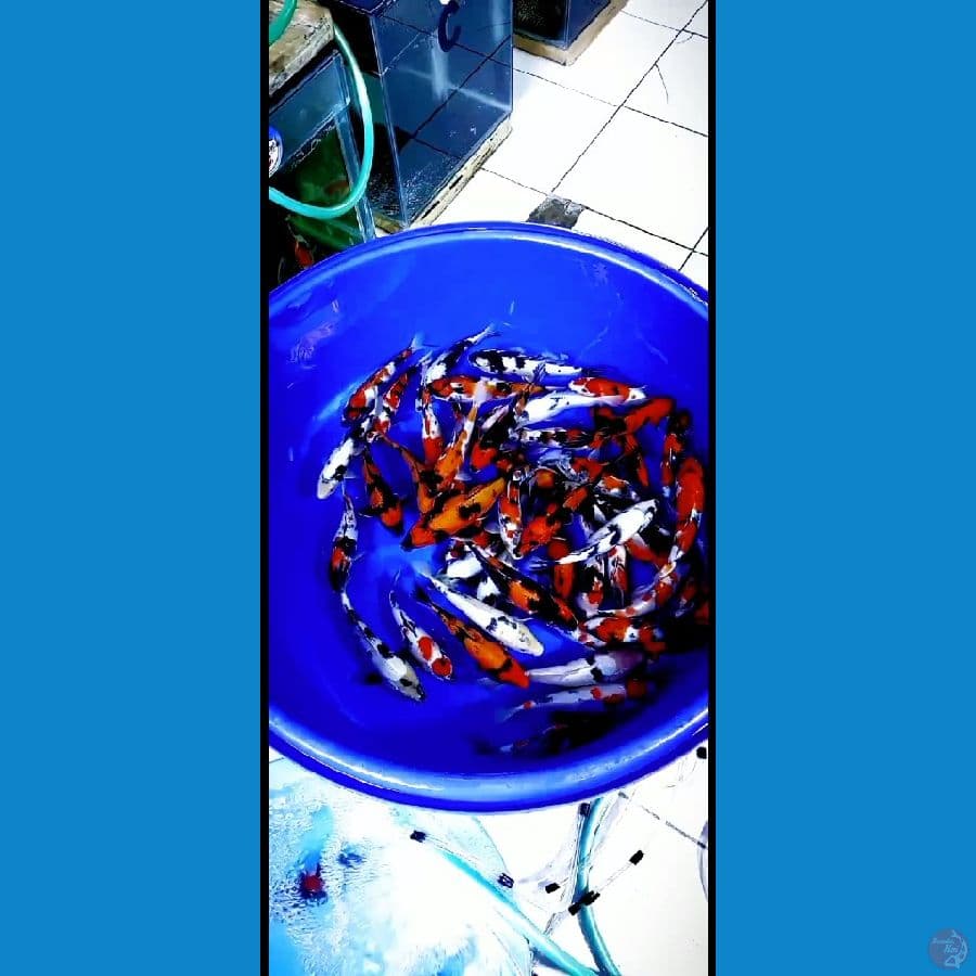 paket showa shiro utshuri 24-30cm 50pcs