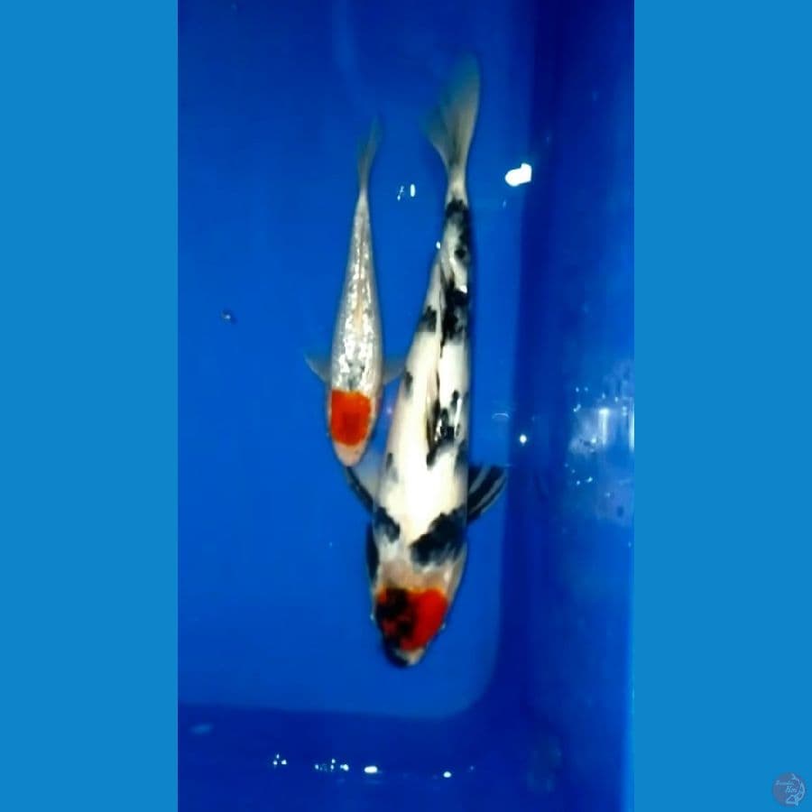 tancho 17, 30cm