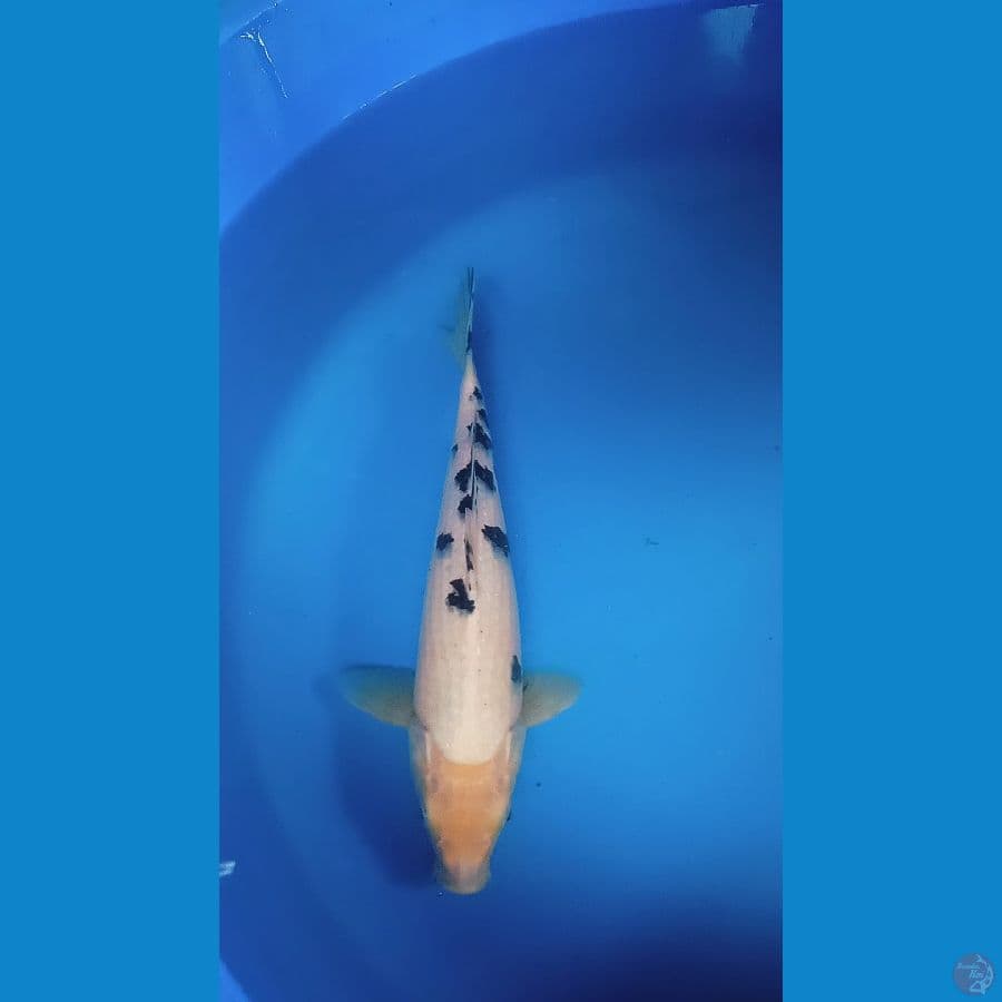 bekko 30 cm
