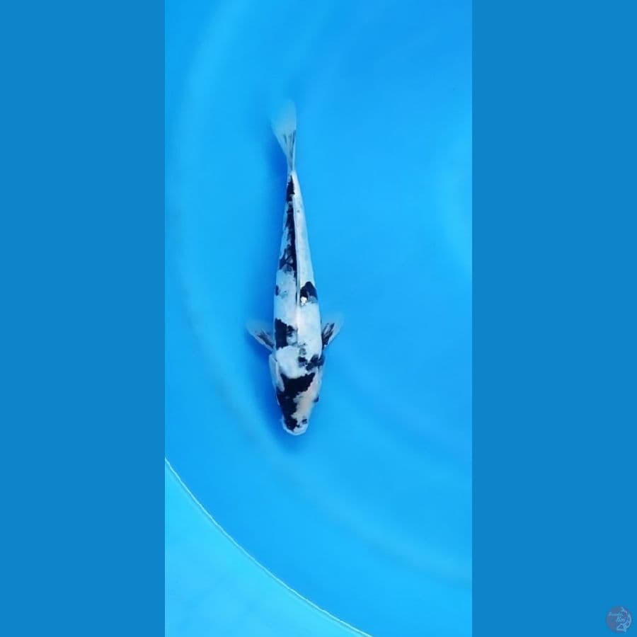 siro doitsu 25cm