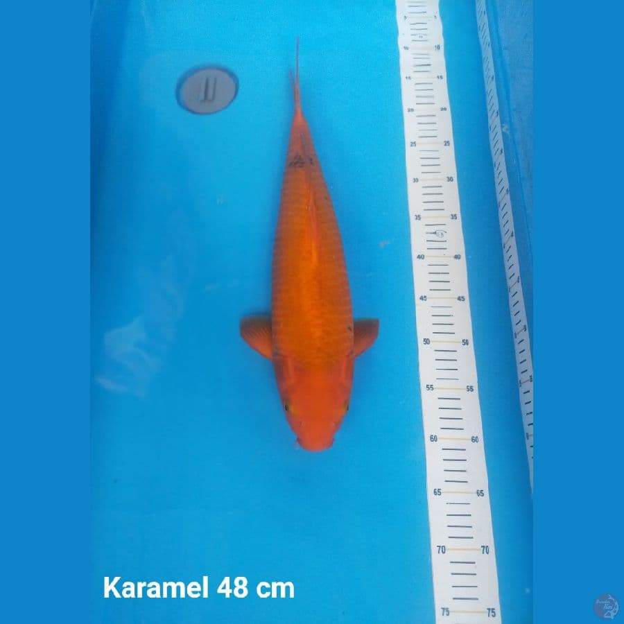 KARAMEL JUMBO