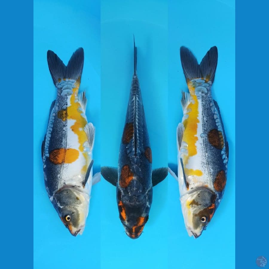 JT kawarigoi antik kogane pattern sushui 39+cm