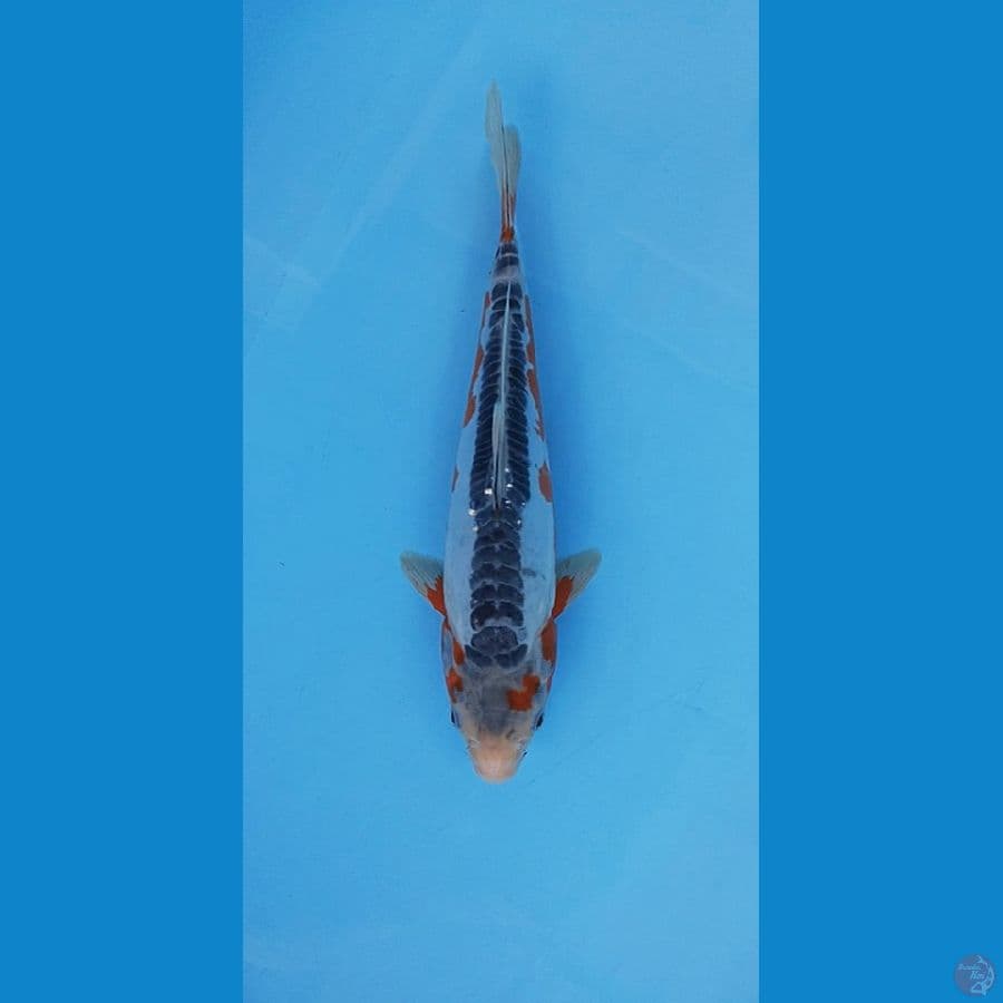 Sushui scale berbaris 30cm