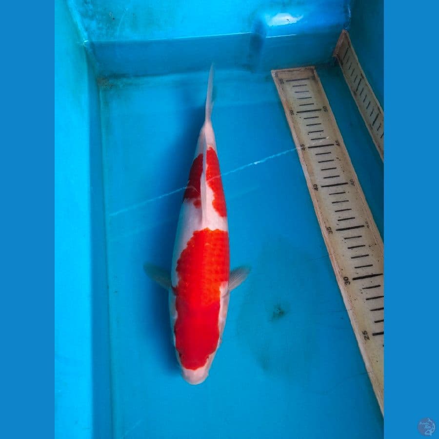 kohaku 31cm f