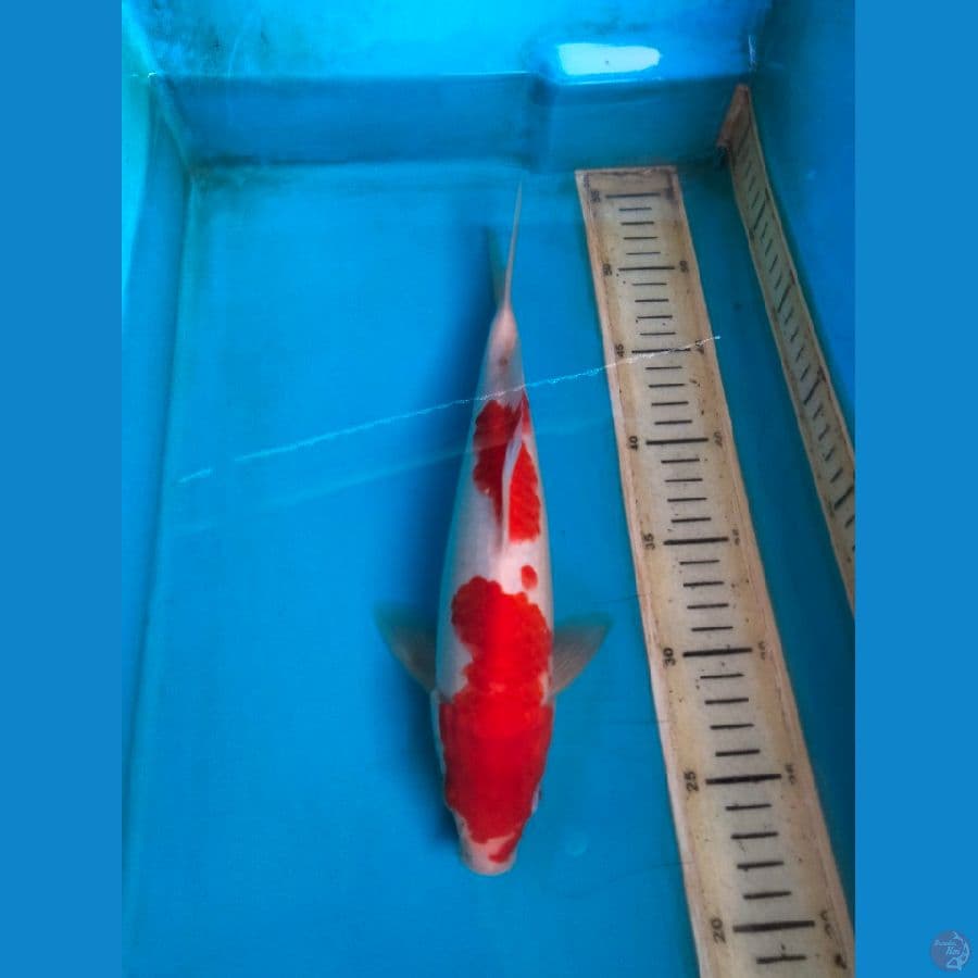 kohaku 30cm male