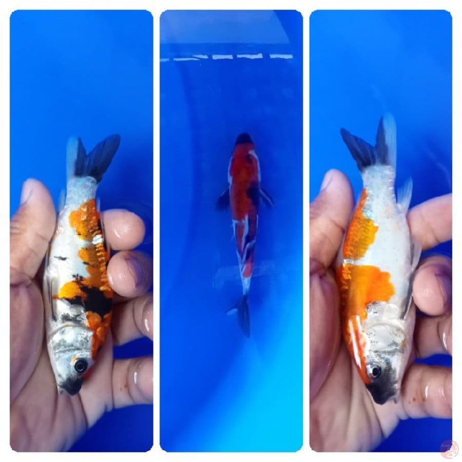 showa doitsu 13cm