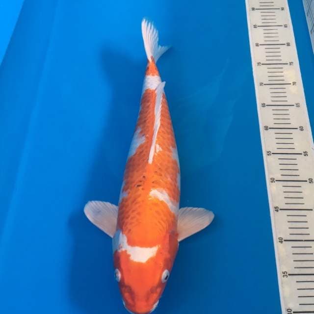 Hariwake okawa serti