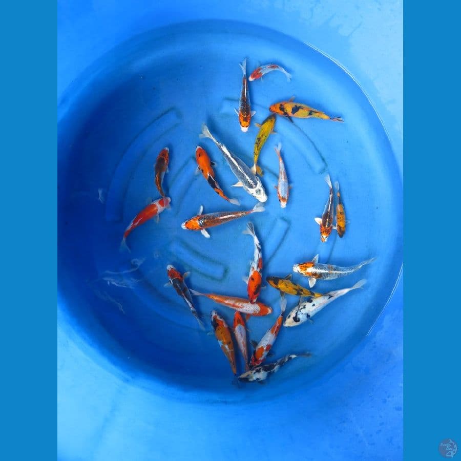 mix koi 21 ekor - 12-23cm