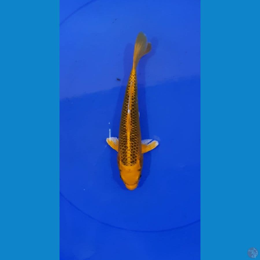 Matsuba 20CM