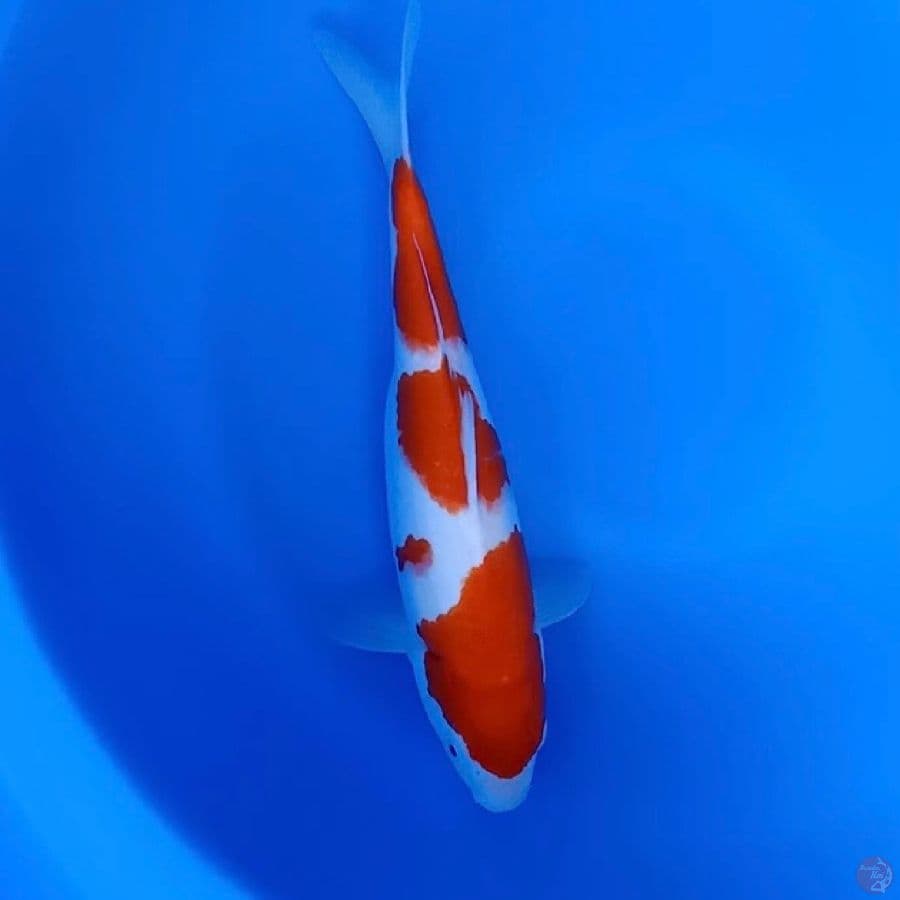 Kohaku 32cm