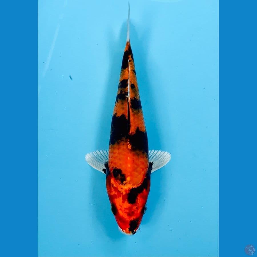 hi showa hikari 23cm