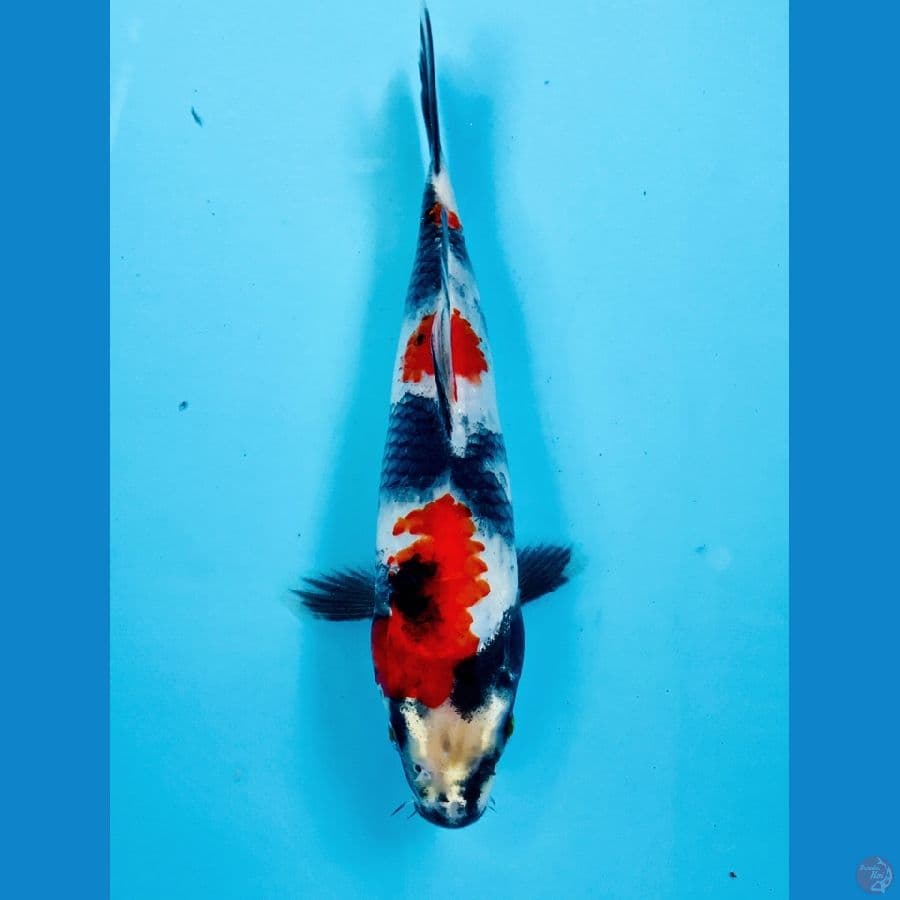 showa 23cm