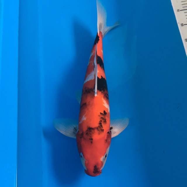 Showa ogata serti